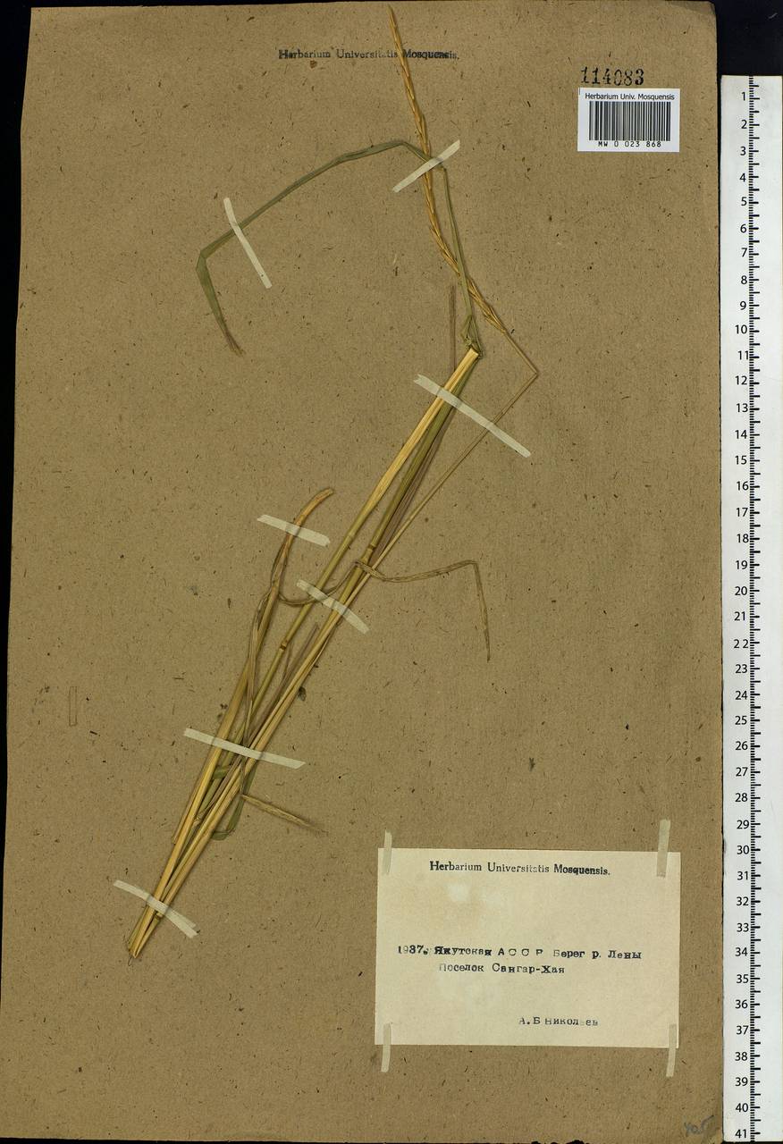 Elymus mutabilis (Drobow) Tzvelev, Siberia, Yakutia (S5) (Russia)