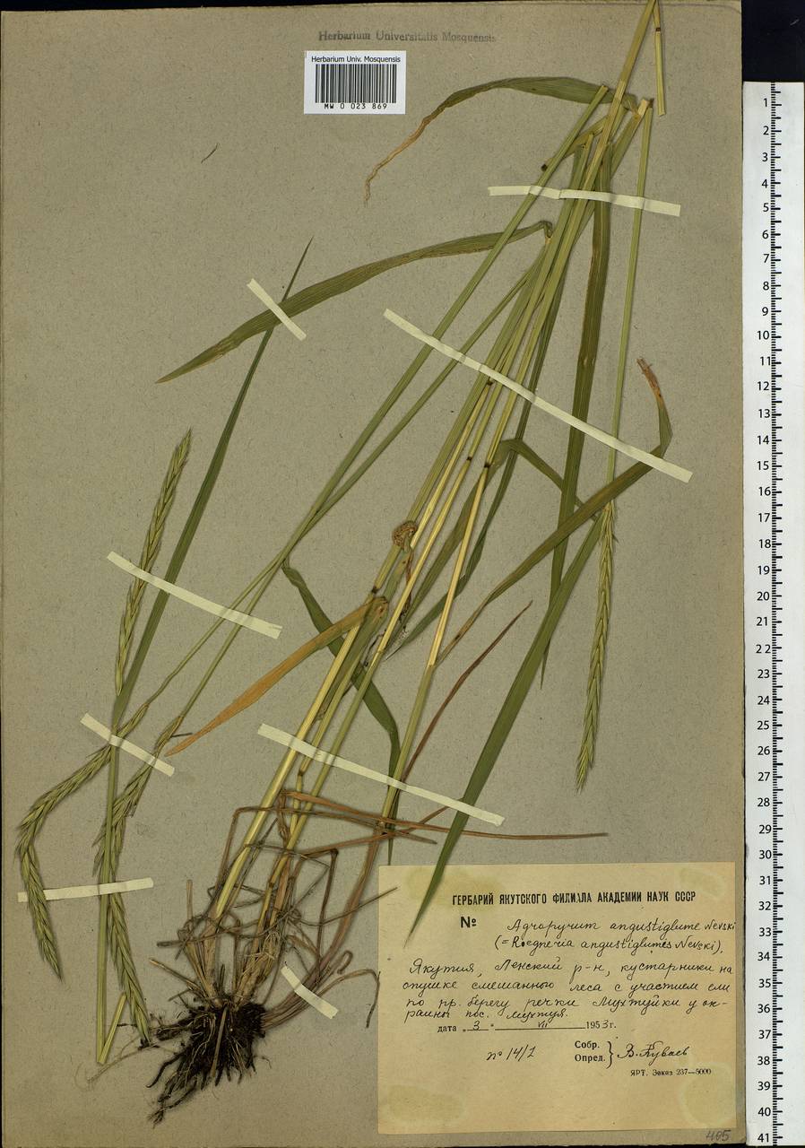 Elymus mutabilis (Drobow) Tzvelev, Siberia, Yakutia (S5) (Russia)