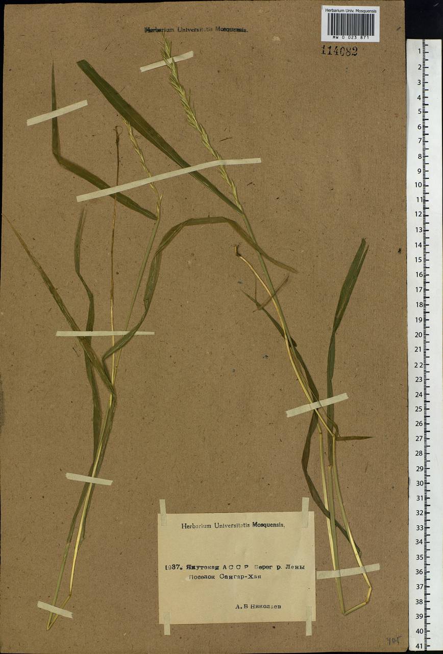 Elymus mutabilis (Drobow) Tzvelev, Siberia, Yakutia (S5) (Russia)