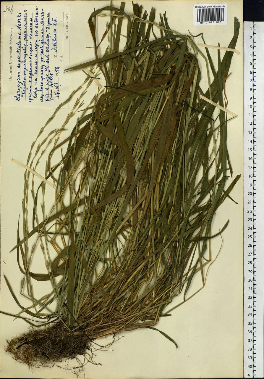 Elymus mutabilis (Drobow) Tzvelev, Siberia, Yakutia (S5) (Russia)