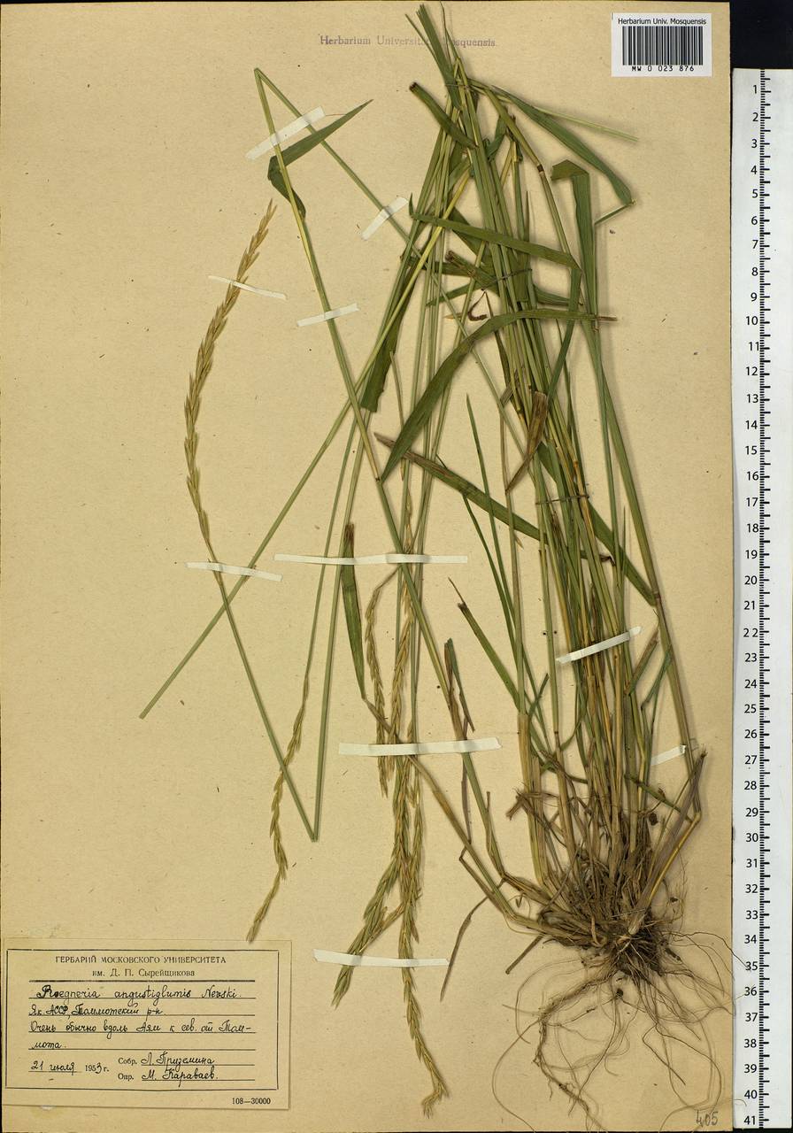 Elymus mutabilis (Drobow) Tzvelev, Siberia, Yakutia (S5) (Russia)