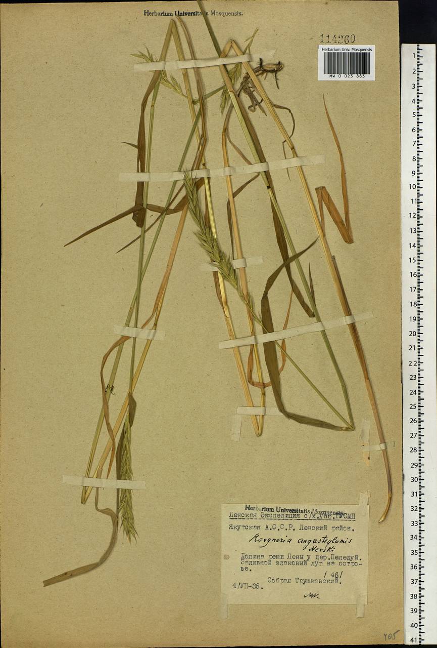 Elymus mutabilis (Drobow) Tzvelev, Siberia, Yakutia (S5) (Russia)