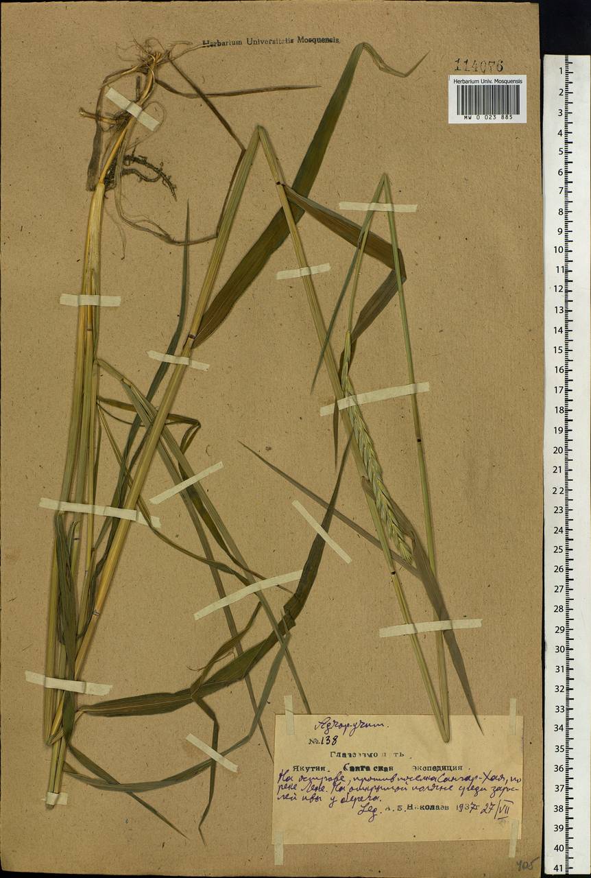 Elymus mutabilis (Drobow) Tzvelev, Siberia, Yakutia (S5) (Russia)