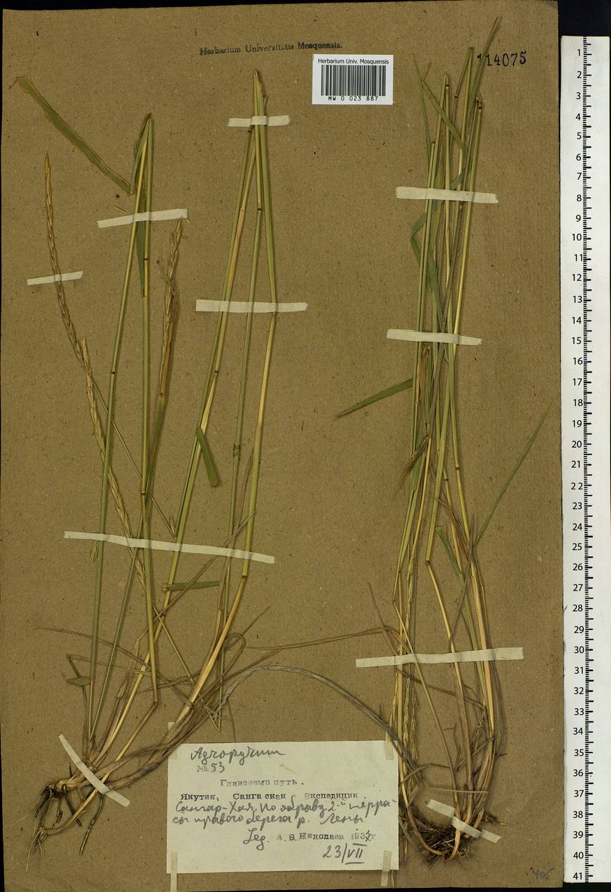 Elymus mutabilis (Drobow) Tzvelev, Siberia, Yakutia (S5) (Russia)