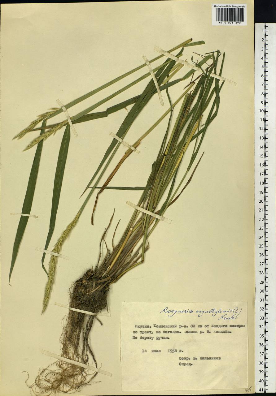 Elymus mutabilis (Drobow) Tzvelev, Siberia, Yakutia (S5) (Russia)