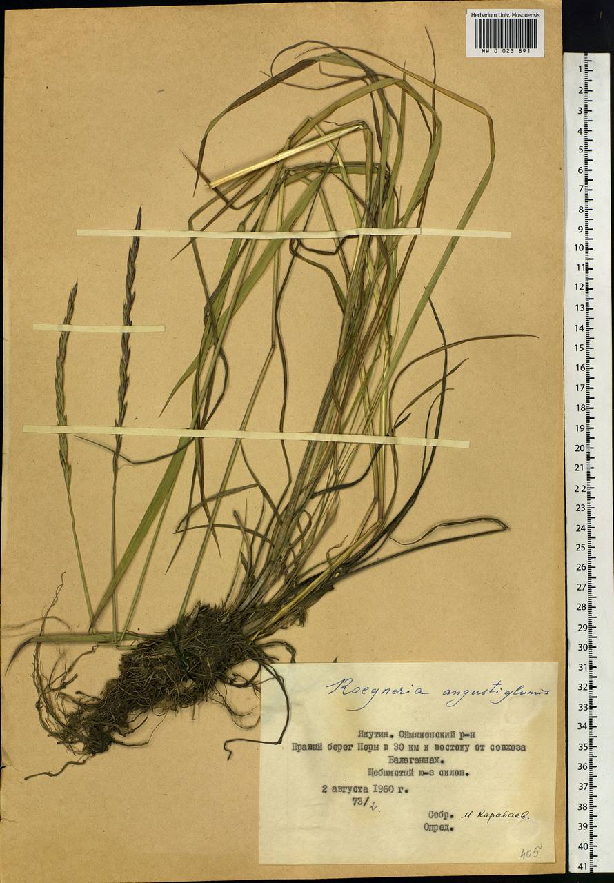 Elymus mutabilis (Drobow) Tzvelev, Siberia, Yakutia (S5) (Russia)