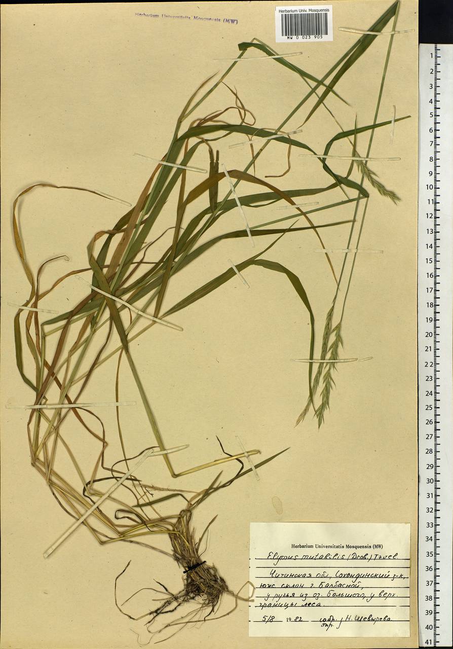 Elymus mutabilis (Drobow) Tzvelev, Siberia, Baikal & Transbaikal region (S4) (Russia)