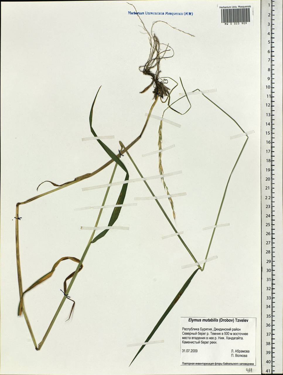 Elymus mutabilis (Drobow) Tzvelev, Siberia, Baikal & Transbaikal region (S4) (Russia)