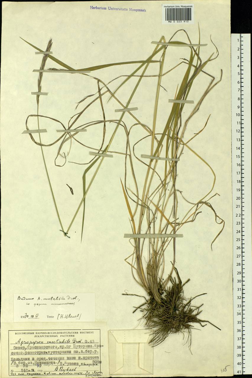 Elymus mutabilis (Drobow) Tzvelev, Siberia, Central Siberia (S3) (Russia)
