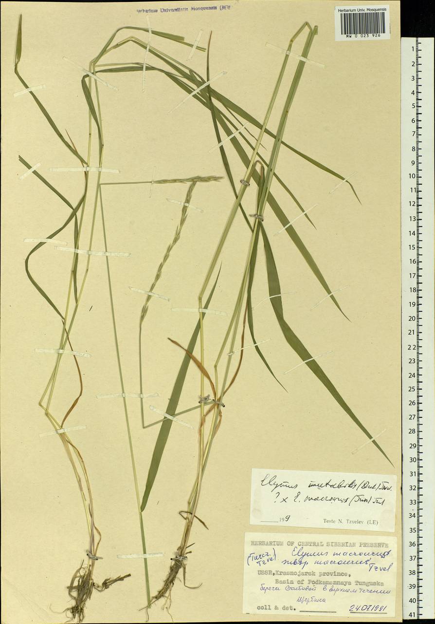 Elymus mutabilis (Drobow) Tzvelev, Siberia, Central Siberia (S3) (Russia)