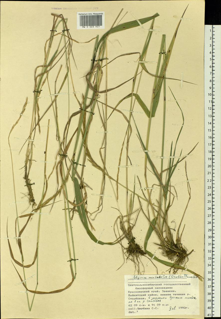 Elymus mutabilis (Drobow) Tzvelev, Siberia, Central Siberia (S3) (Russia)