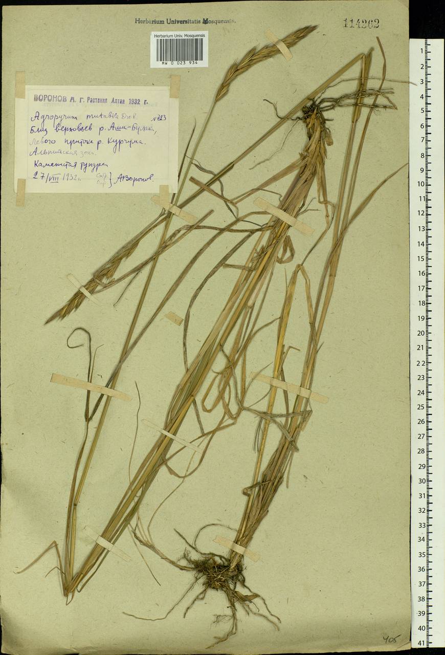 Elymus mutabilis (Drobow) Tzvelev, Siberia, Western (Kazakhstan) Altai Mountains (S2a) (Kazakhstan)