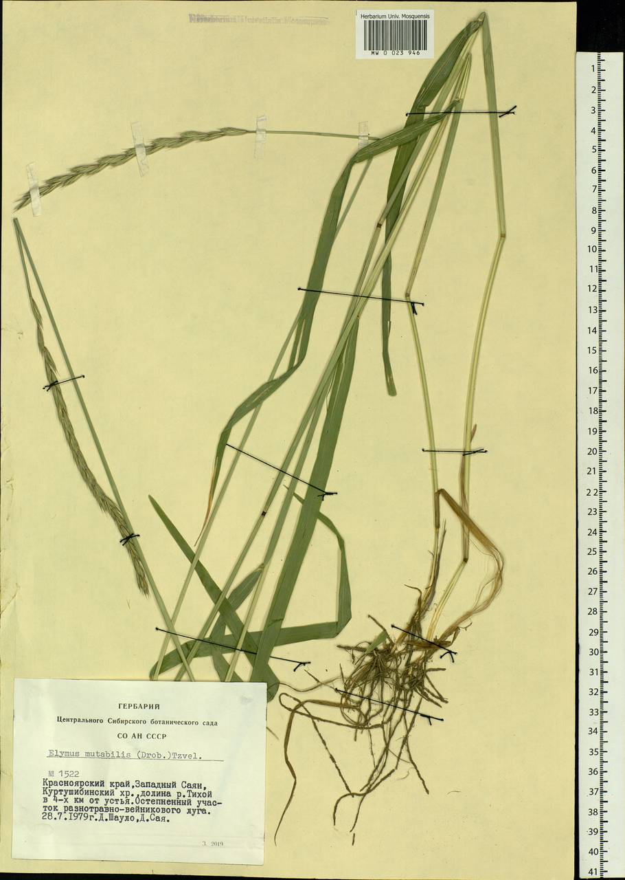 Elymus mutabilis (Drobow) Tzvelev, Siberia, Altai & Sayany Mountains (S2) (Russia)