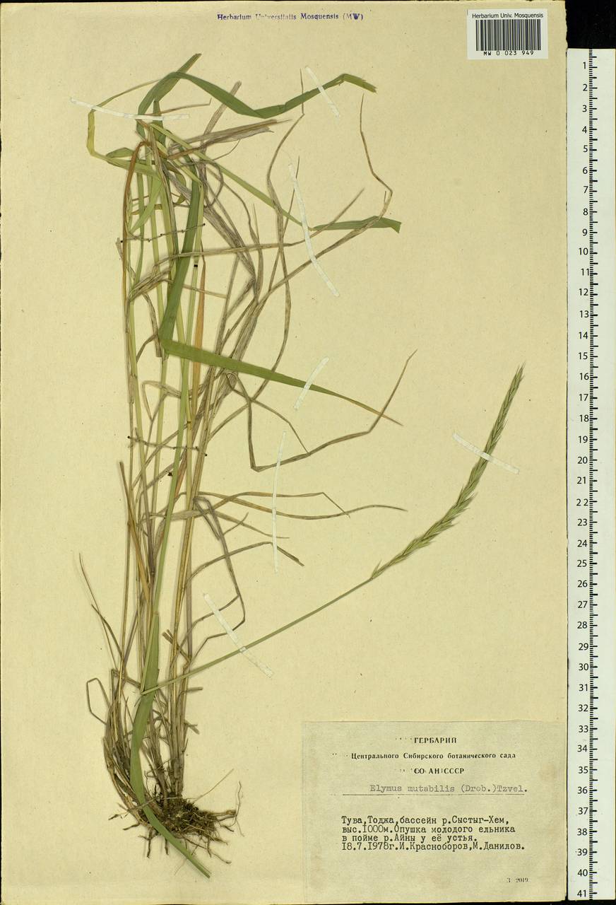 Elymus mutabilis (Drobow) Tzvelev, Siberia, Altai & Sayany Mountains (S2) (Russia)