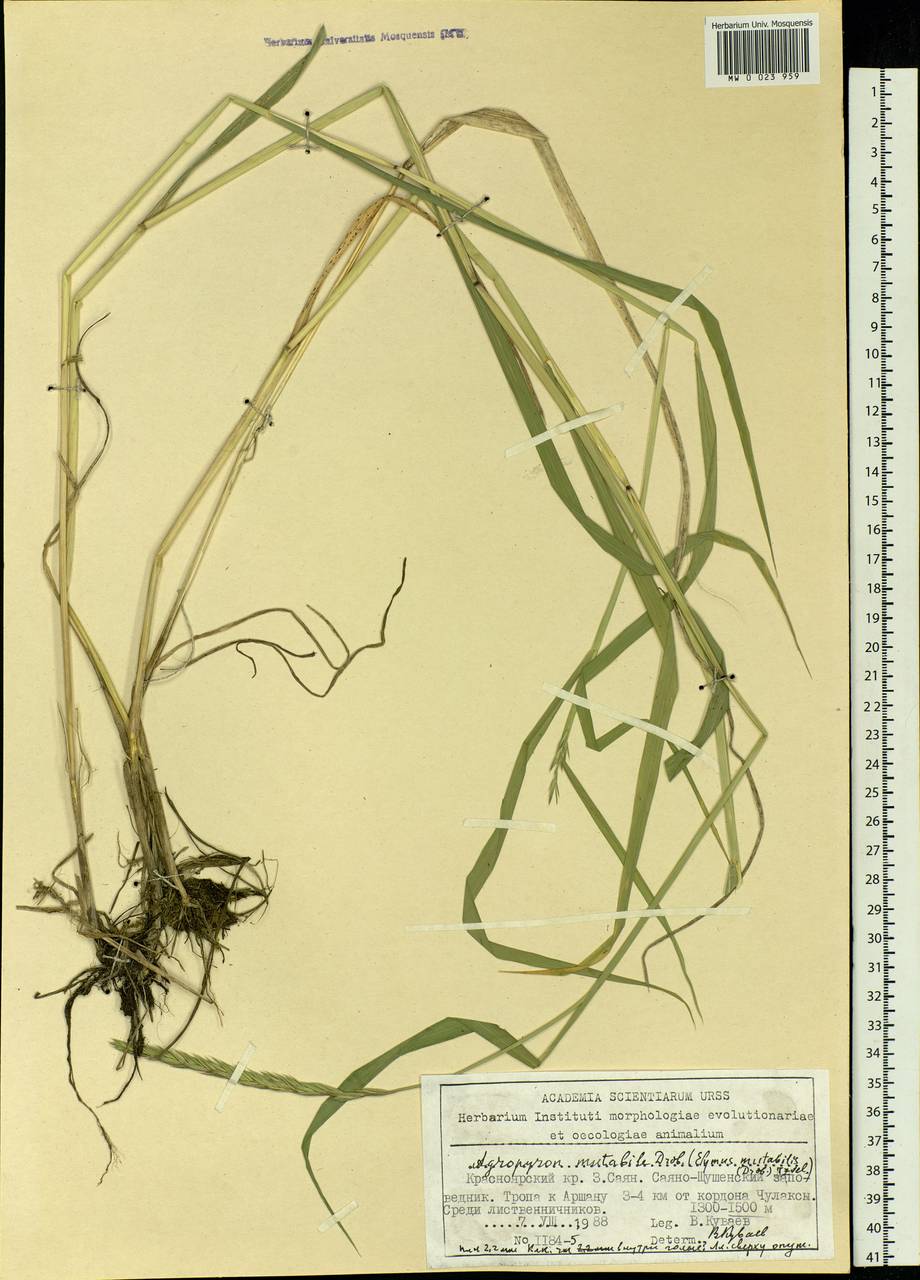 Elymus mutabilis (Drobow) Tzvelev, Siberia, Altai & Sayany Mountains (S2) (Russia)