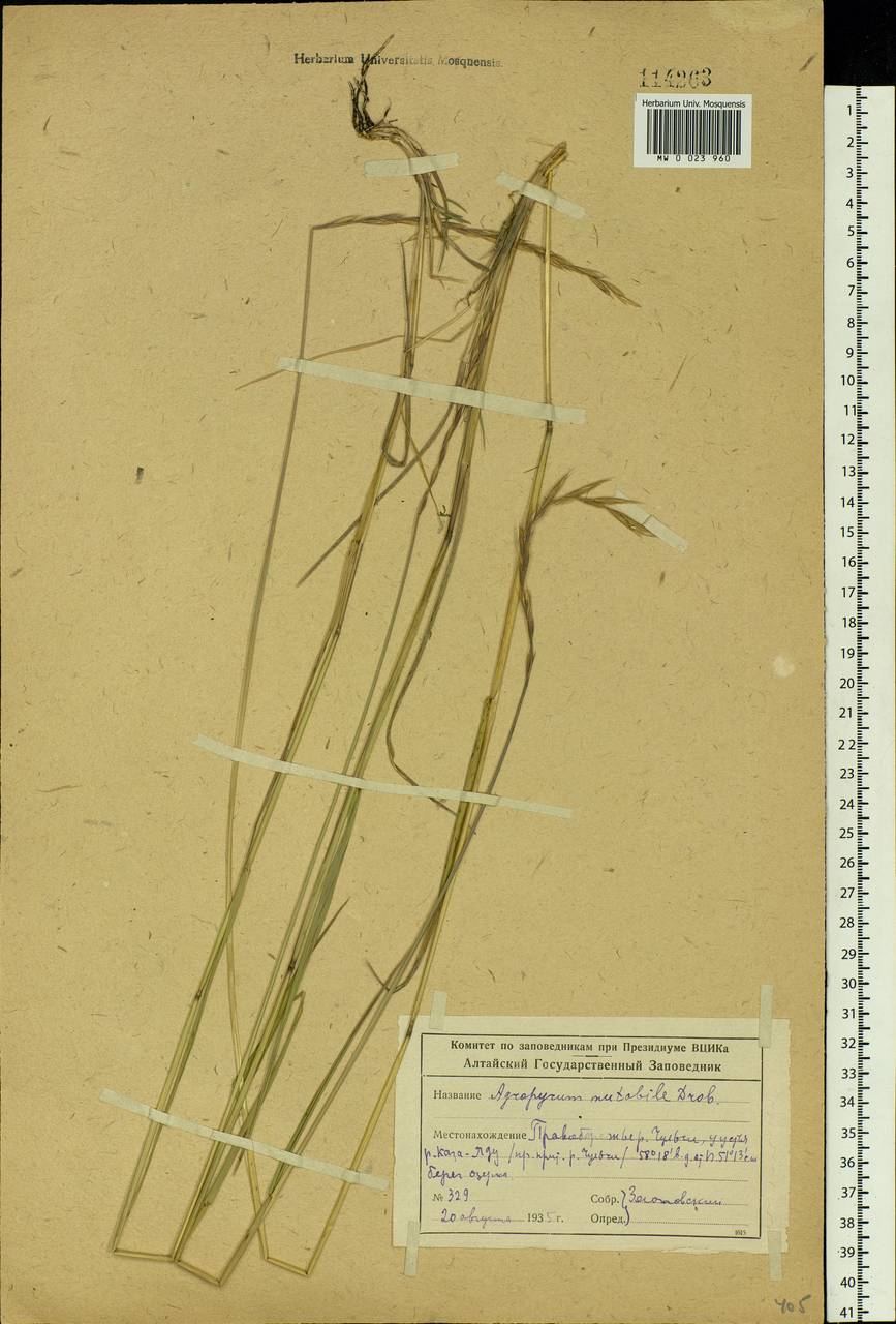 Elymus mutabilis (Drobow) Tzvelev, Siberia, Altai & Sayany Mountains (S2) (Russia)