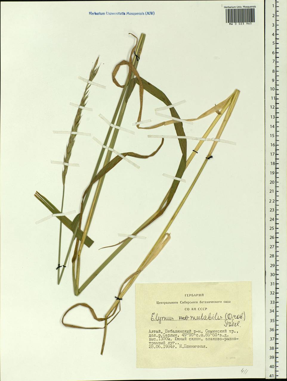 Elymus mutabilis (Drobow) Tzvelev, Siberia, Altai & Sayany Mountains (S2) (Russia)