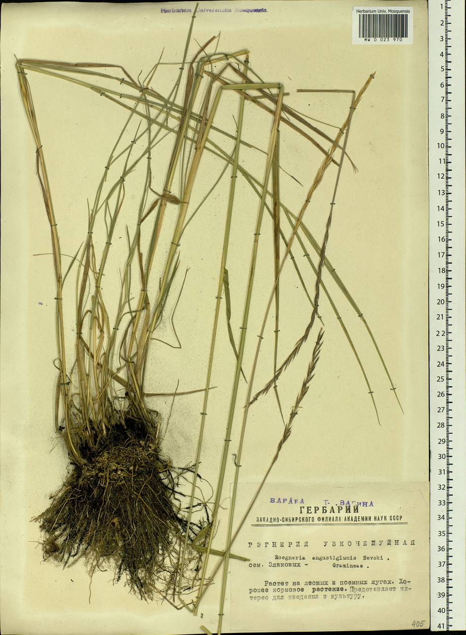 Elymus mutabilis (Drobow) Tzvelev, Siberia, Western Siberia (S1) (Russia)
