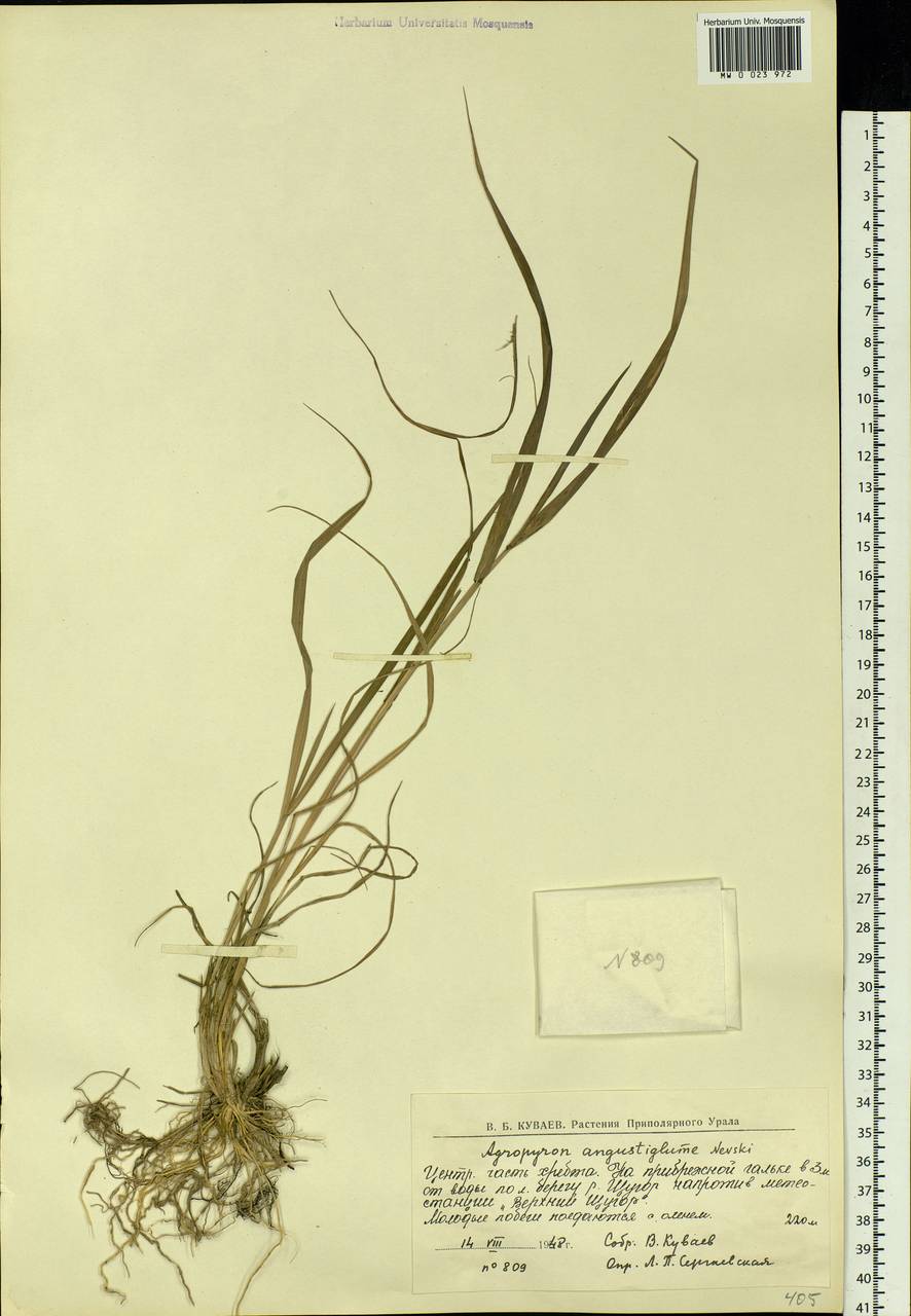 Elymus mutabilis (Drobow) Tzvelev, Eastern Europe, Northern region (E1) (Russia)