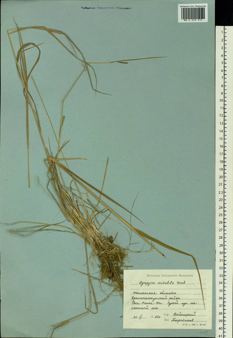 Elymus mutabilis (Drobow) Tzvelev, Siberia, Western Siberia (S1) (Russia)