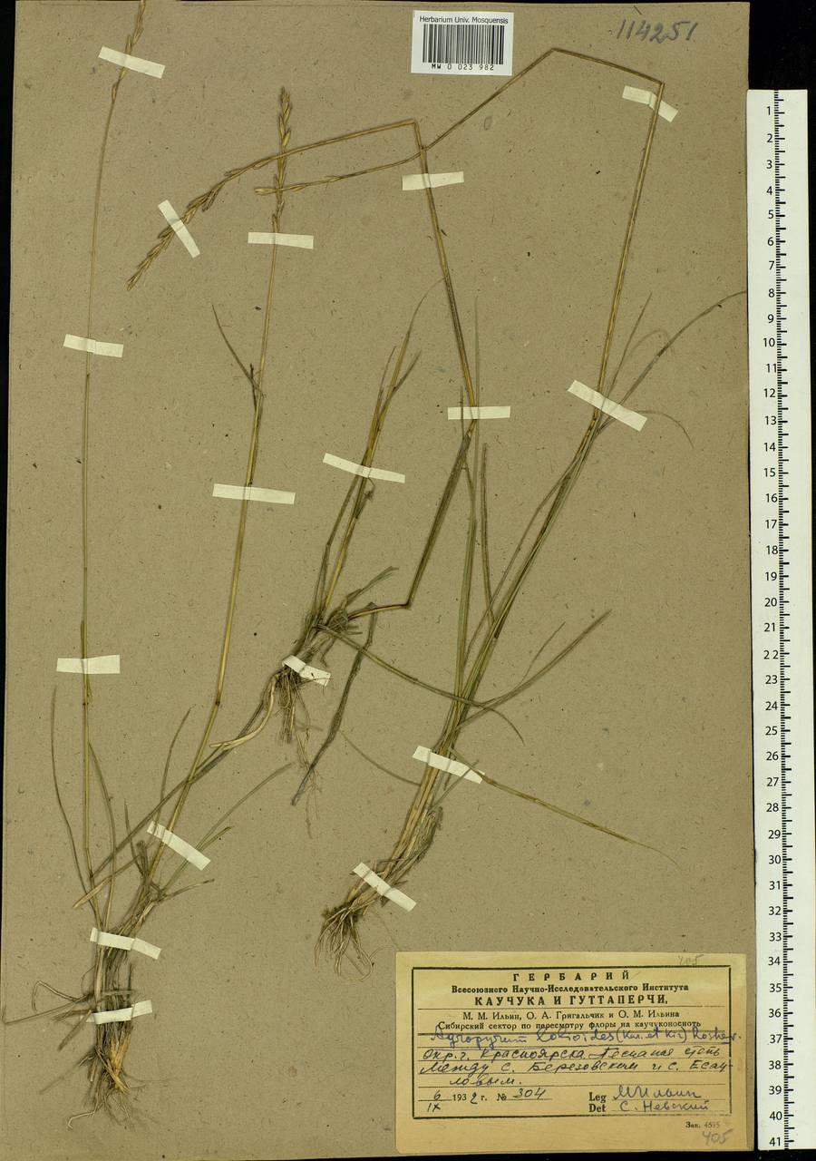 Elymus lolioides (P.Candargy) Melderis, Siberia, Central Siberia (S3) (Russia)