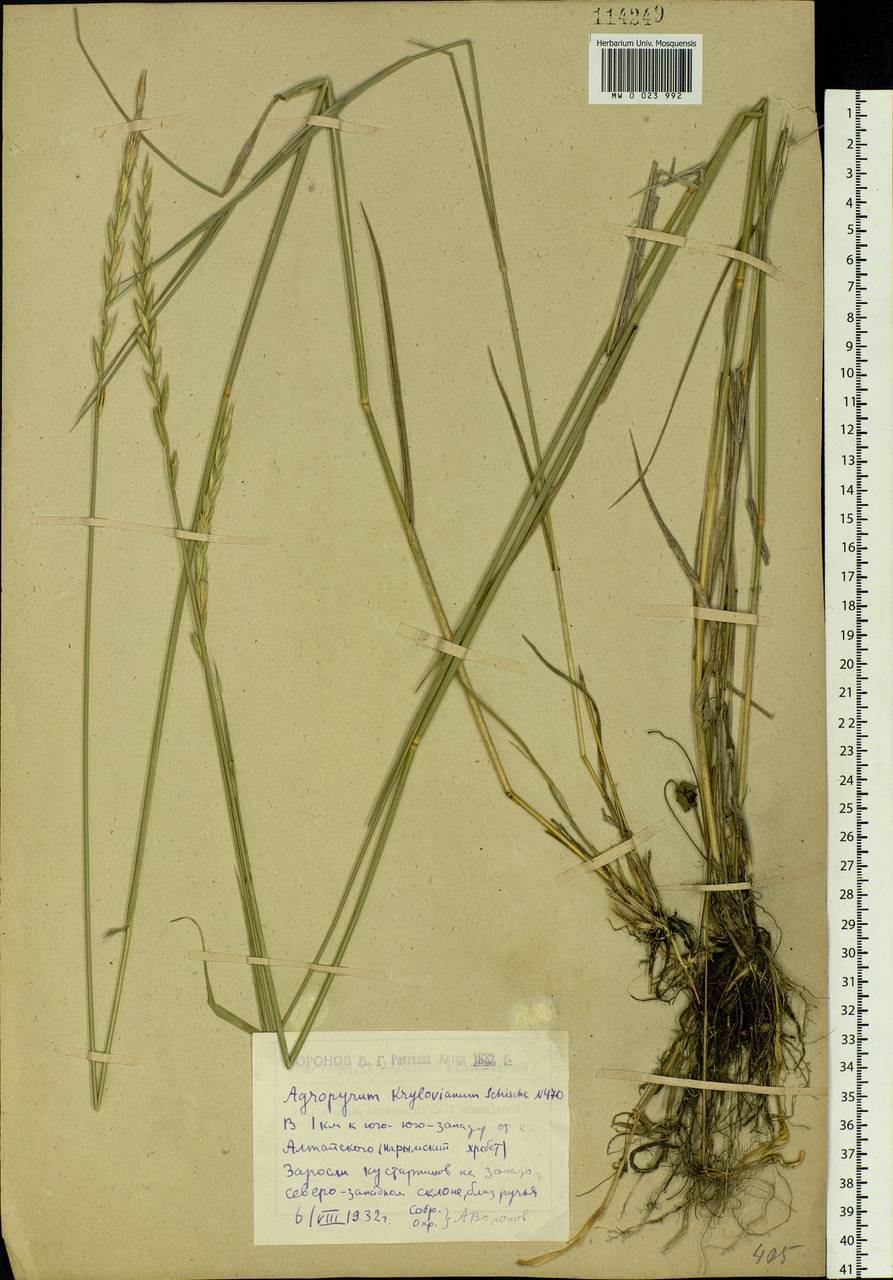 Kengyilia kryloviana (Schischk.) C.Yen, J.L.Yang & B.R.Baum, Siberia, Western (Kazakhstan) Altai Mountains (S2a) (Kazakhstan)