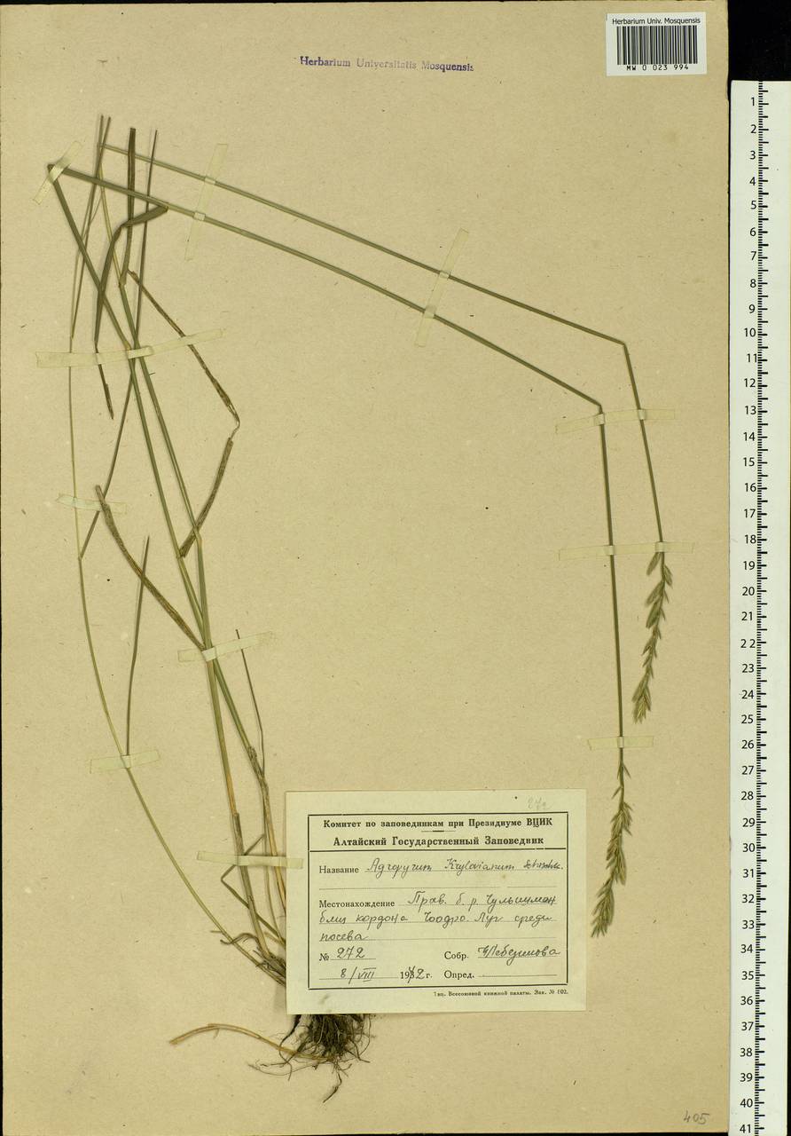 Kengyilia kryloviana (Schischk.) C.Yen, J.L.Yang & B.R.Baum, Siberia, Altai & Sayany Mountains (S2) (Russia)