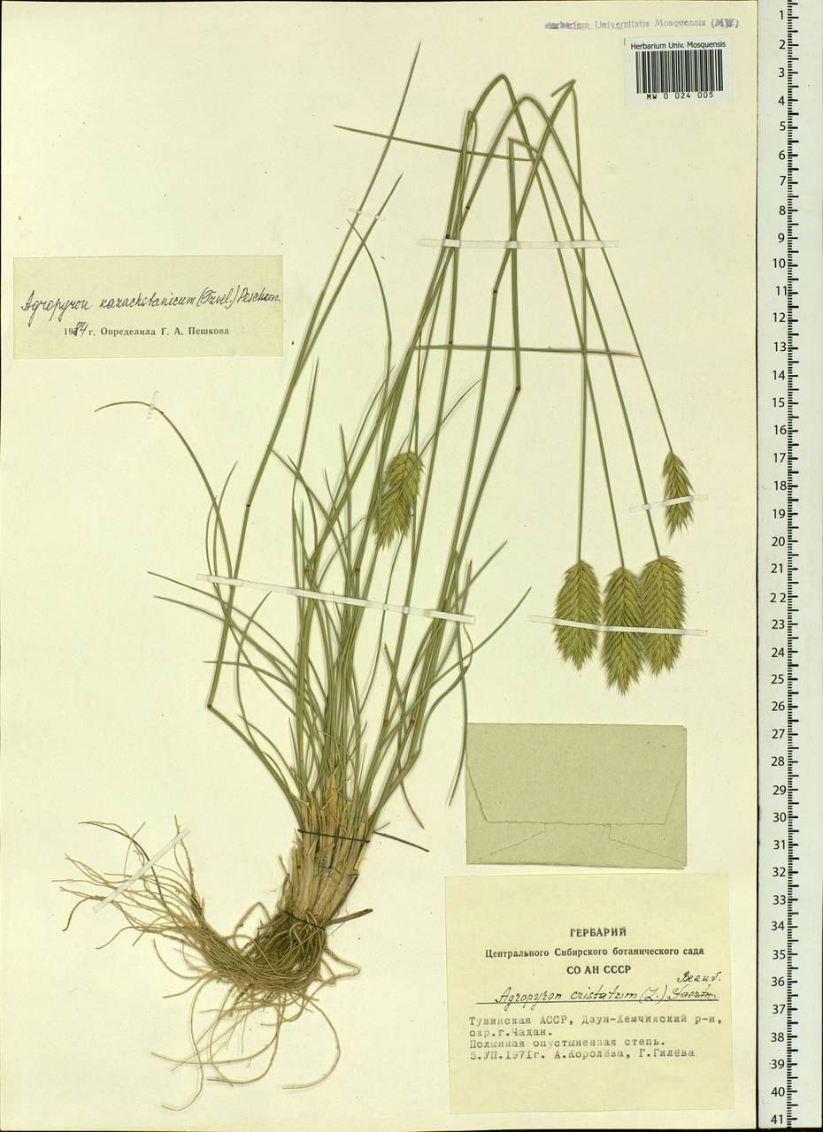 Agropyron cristatum (L.) Gaertn., Siberia, Altai & Sayany Mountains (S2) (Russia)