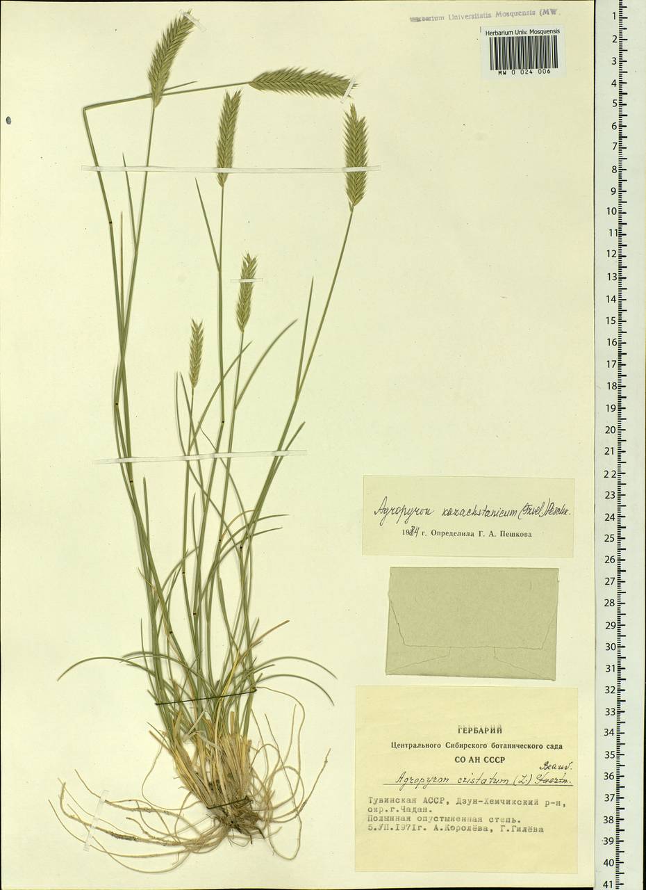 Agropyron cristatum (L.) Gaertn., Siberia, Altai & Sayany Mountains (S2) (Russia)
