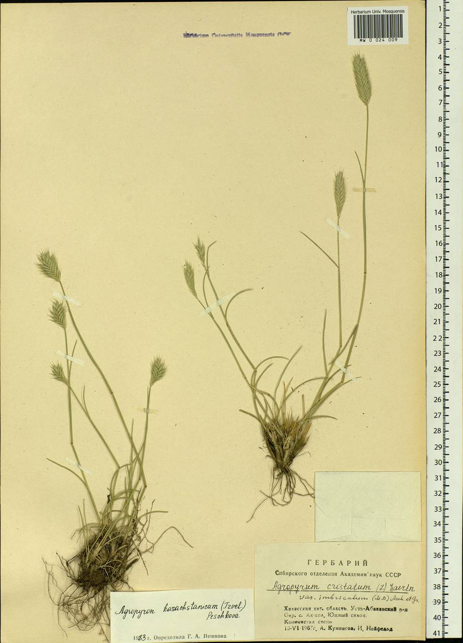 Agropyron cristatum (L.) Gaertn., Siberia, Altai & Sayany Mountains (S2) (Russia)