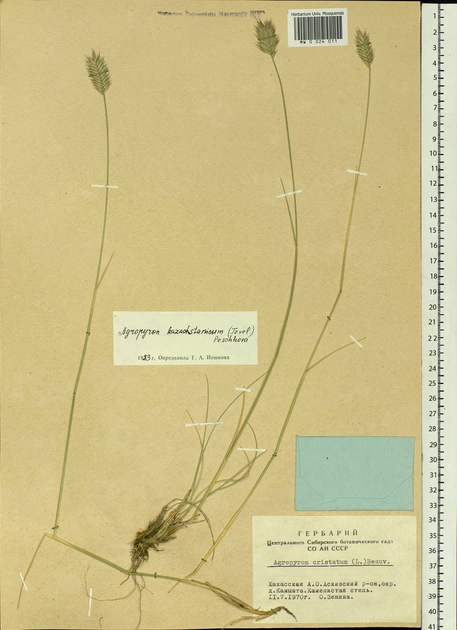 Agropyron cristatum (L.) Gaertn., Siberia, Altai & Sayany Mountains (S2) (Russia)