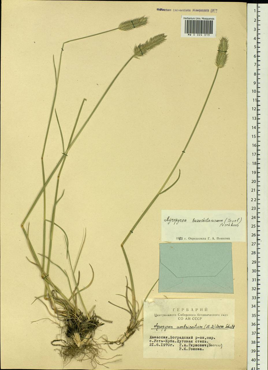 Agropyron cristatum (L.) Gaertn., Siberia, Altai & Sayany Mountains (S2) (Russia)