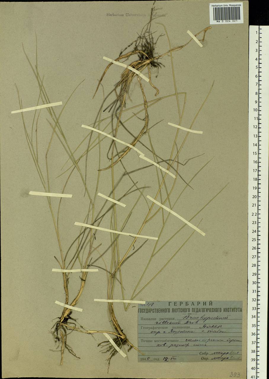 Elymus lanceolatus (Scribn. & J.G.Sm.) Gould, Siberia, Yakutia (S5) (Russia)