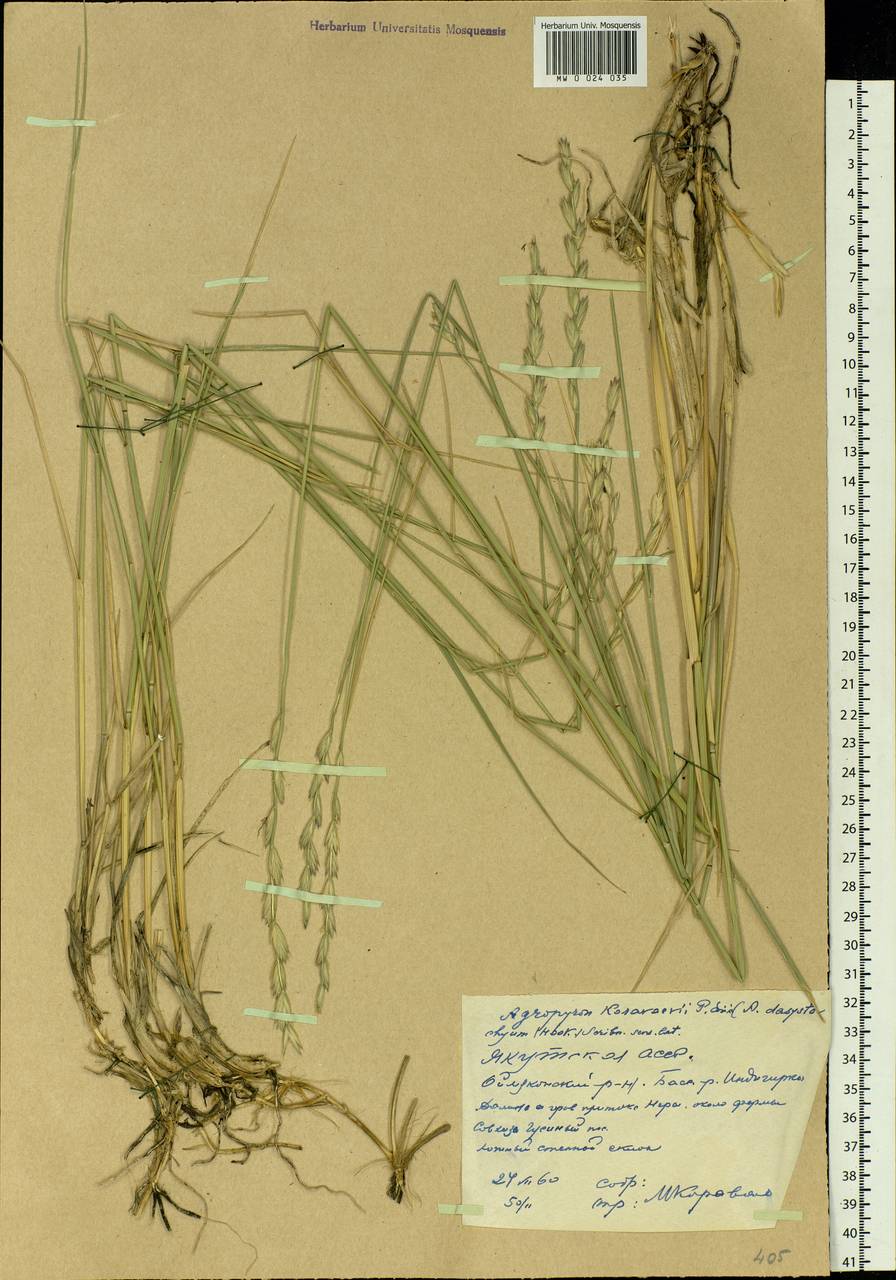 Elymus lanceolatus (Scribn. & J.G.Sm.) Gould, Siberia, Yakutia (S5) (Russia)