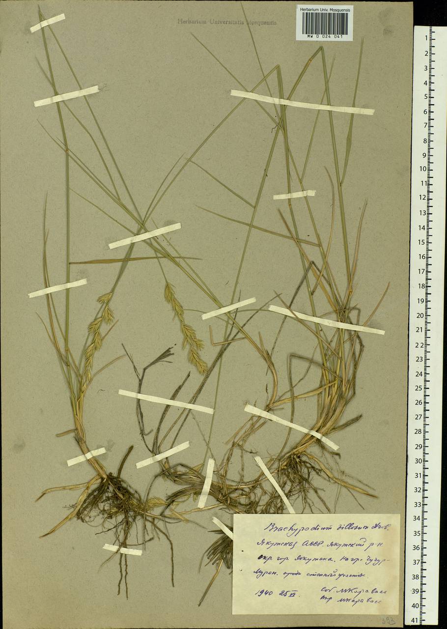 Elymus lanceolatus (Scribn. & J.G.Sm.) Gould, Siberia, Yakutia (S5) (Russia)