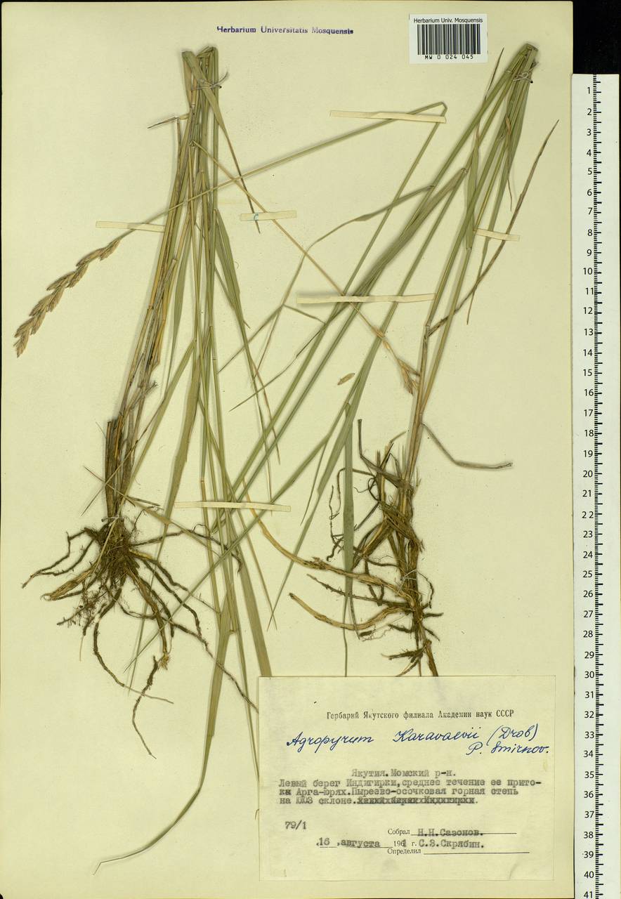 Elymus lanceolatus (Scribn. & J.G.Sm.) Gould, Siberia, Yakutia (S5) (Russia)