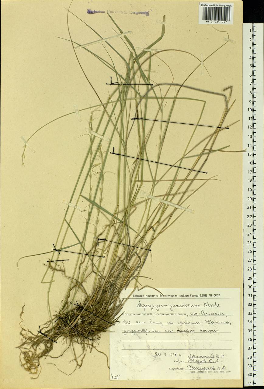 Pseudoroegneria reflexiaristata (Nevski) A.N.Lavrenko, Siberia, Chukotka & Kamchatka (S7) (Russia)