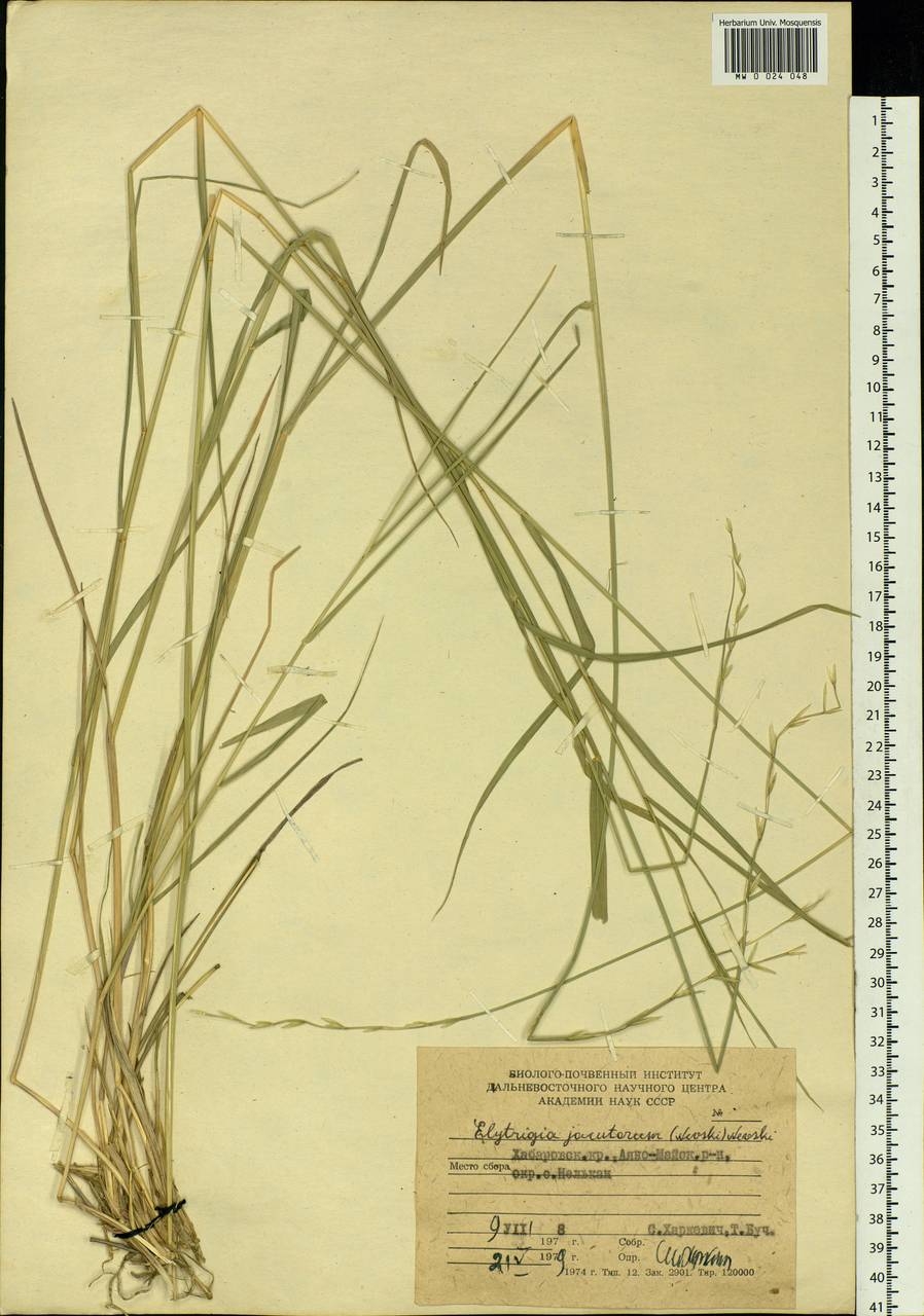 Pseudoroegneria reflexiaristata (Nevski) A.N.Lavrenko, Siberia, Russian Far East (S6) (Russia)