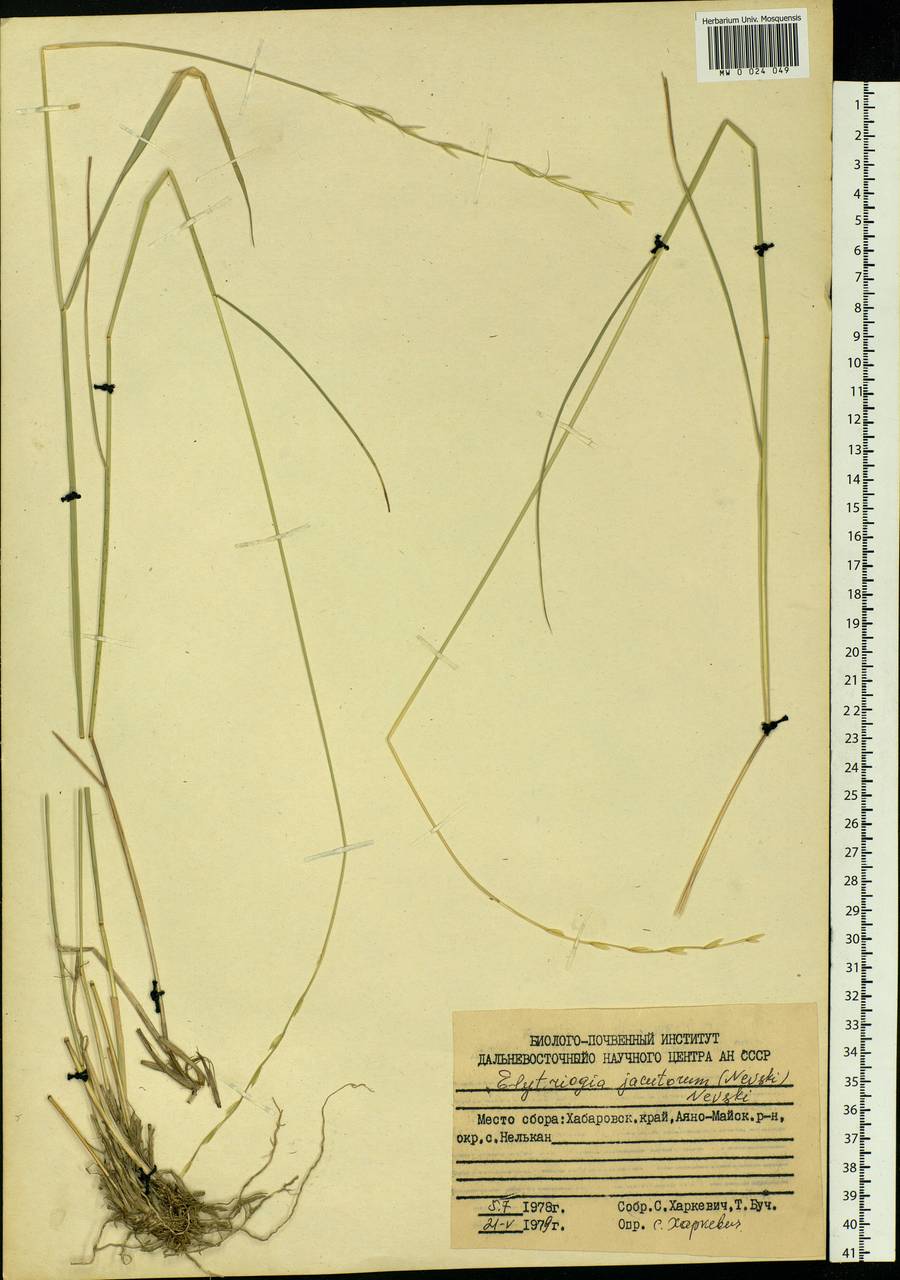 Pseudoroegneria reflexiaristata (Nevski) A.N.Lavrenko, Siberia, Russian Far East (S6) (Russia)