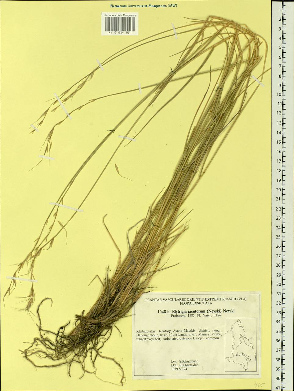 Pseudoroegneria reflexiaristata (Nevski) A.N.Lavrenko, Siberia, Russian Far East (S6) (Russia)