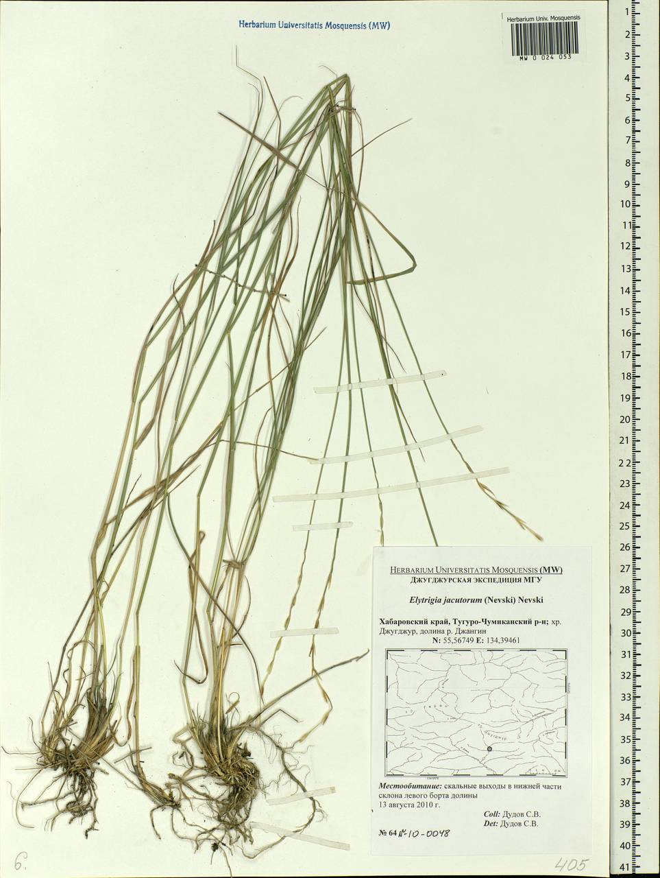 Pseudoroegneria gmelinii (Trin. ex Schrad.) Sennikov, Siberia, Russian Far East (S6) (Russia)
