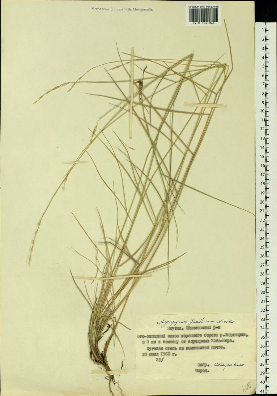 Pseudoroegneria reflexiaristata (Nevski) A.N.Lavrenko, Siberia, Yakutia (S5) (Russia)