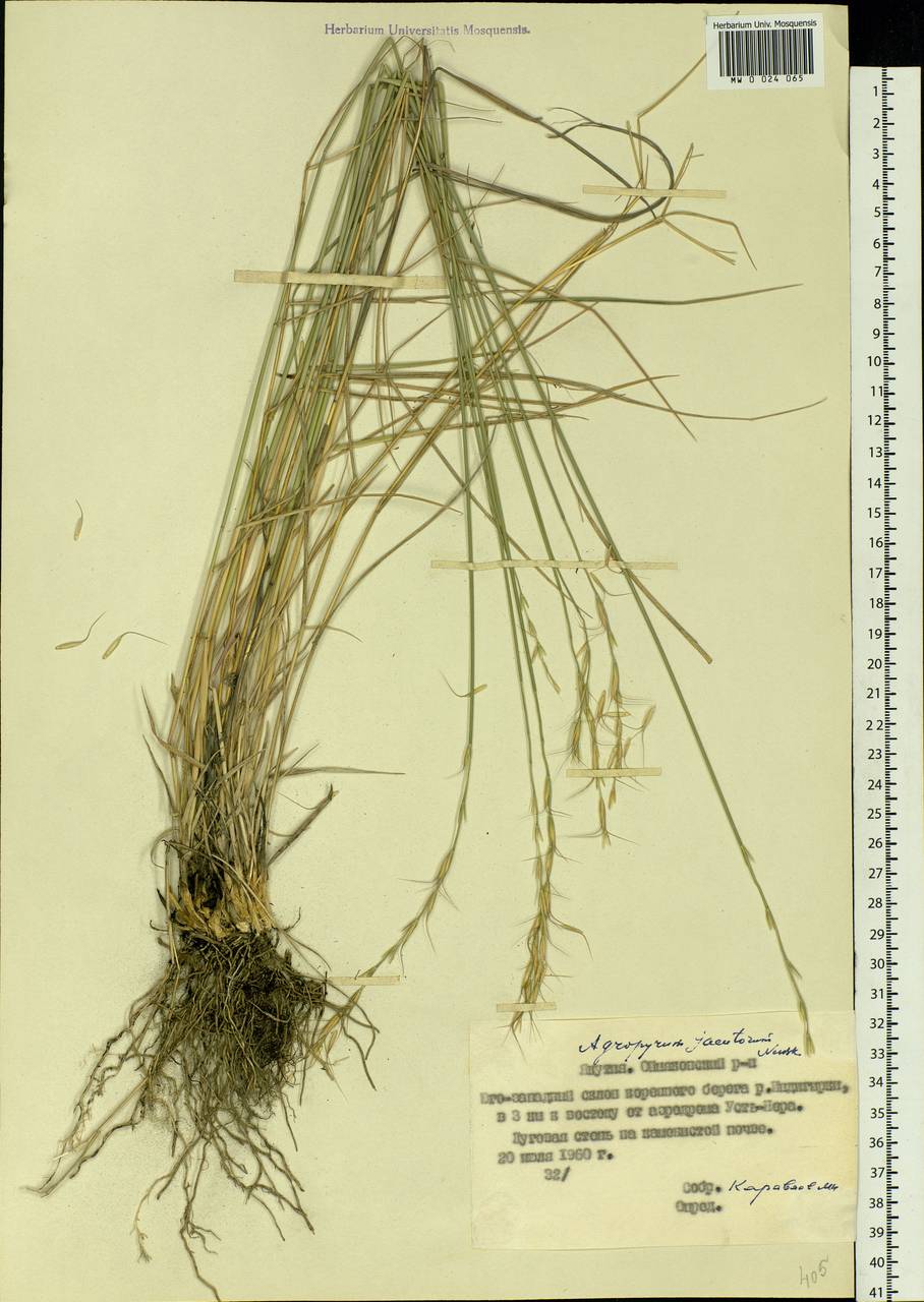 Pseudoroegneria gmelinii (Trin. ex Schrad.) Sennikov, Siberia, Yakutia (S5) (Russia)