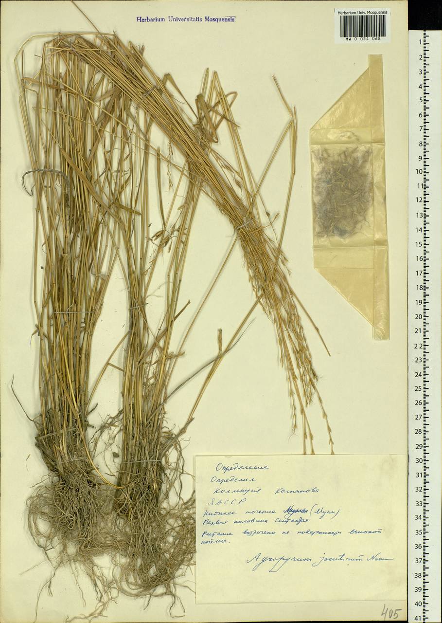 Pseudoroegneria reflexiaristata (Nevski) A.N.Lavrenko, Siberia, Yakutia (S5) (Russia)