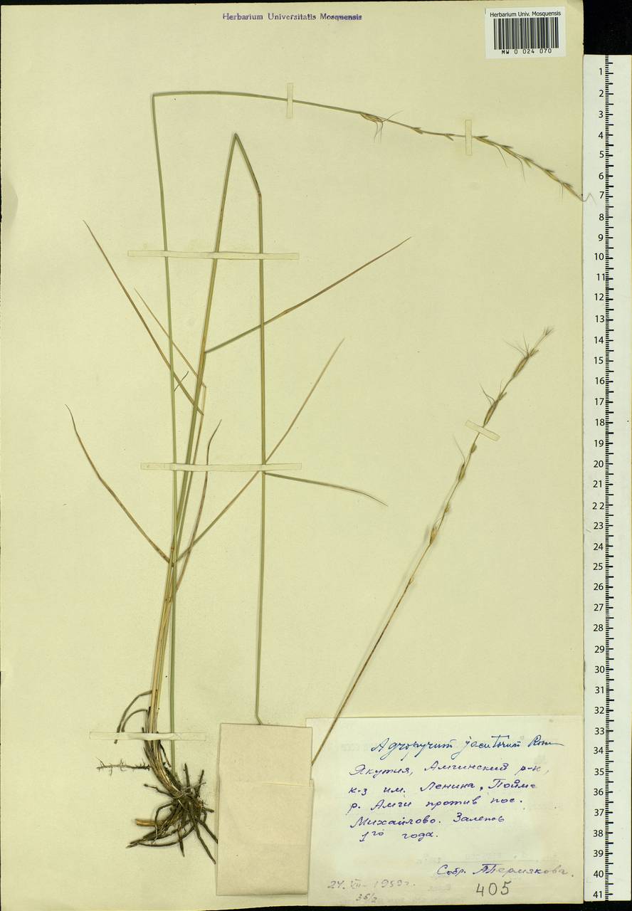 Pseudoroegneria reflexiaristata (Nevski) A.N.Lavrenko, Siberia, Yakutia (S5) (Russia)
