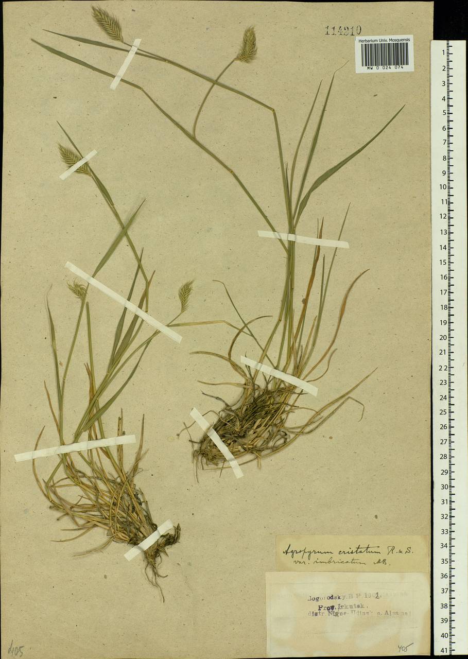 Agropyron cristatum (L.) Gaertn., Siberia, Baikal & Transbaikal region (S4) (Russia)