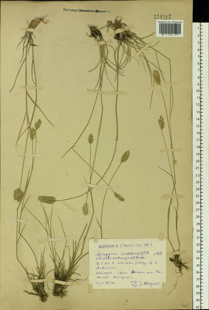 Agropyron cristatum (L.) Gaertn., Siberia, Western (Kazakhstan) Altai Mountains (S2a) (Kazakhstan)