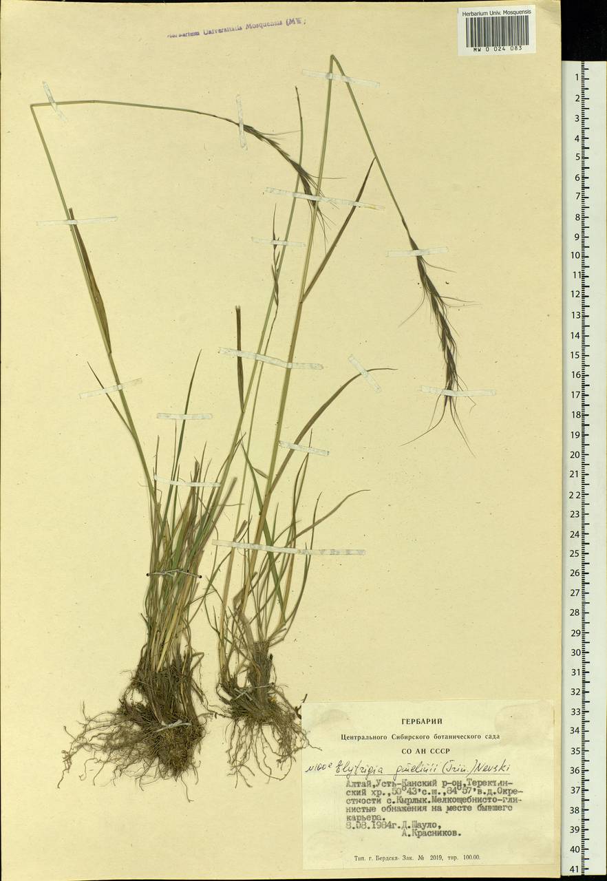 Elymus reflexiaristatus subsp. reflexiaristatus, Siberia, Altai & Sayany Mountains (S2) (Russia)