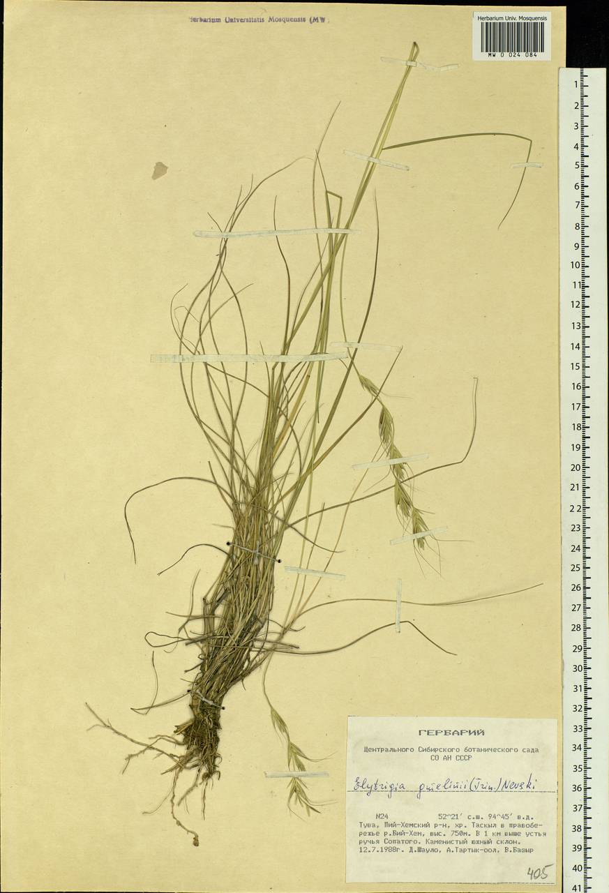 Elymus reflexiaristatus subsp. reflexiaristatus, Siberia, Altai & Sayany Mountains (S2) (Russia)