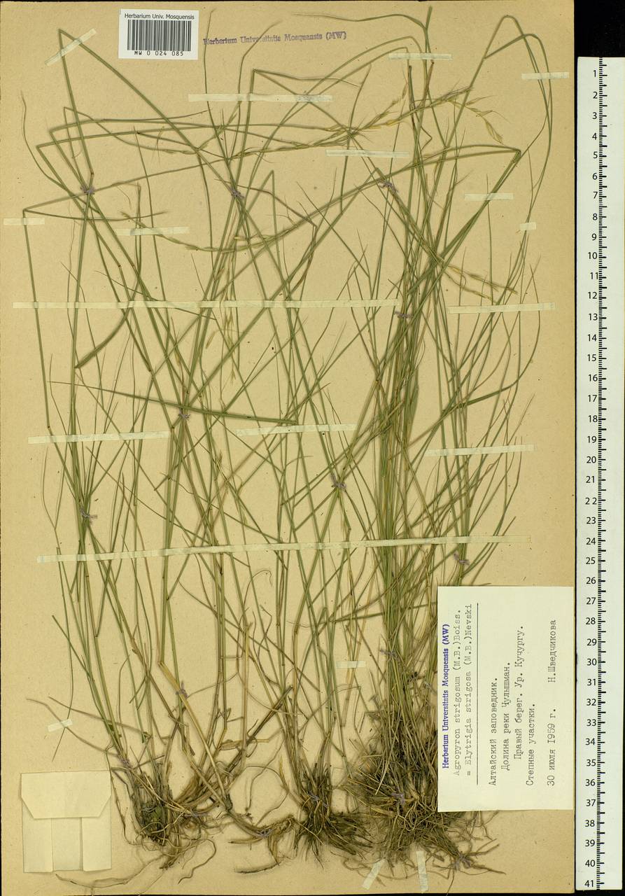 Elymus reflexiaristatus subsp. reflexiaristatus, Siberia, Altai & Sayany Mountains (S2) (Russia)